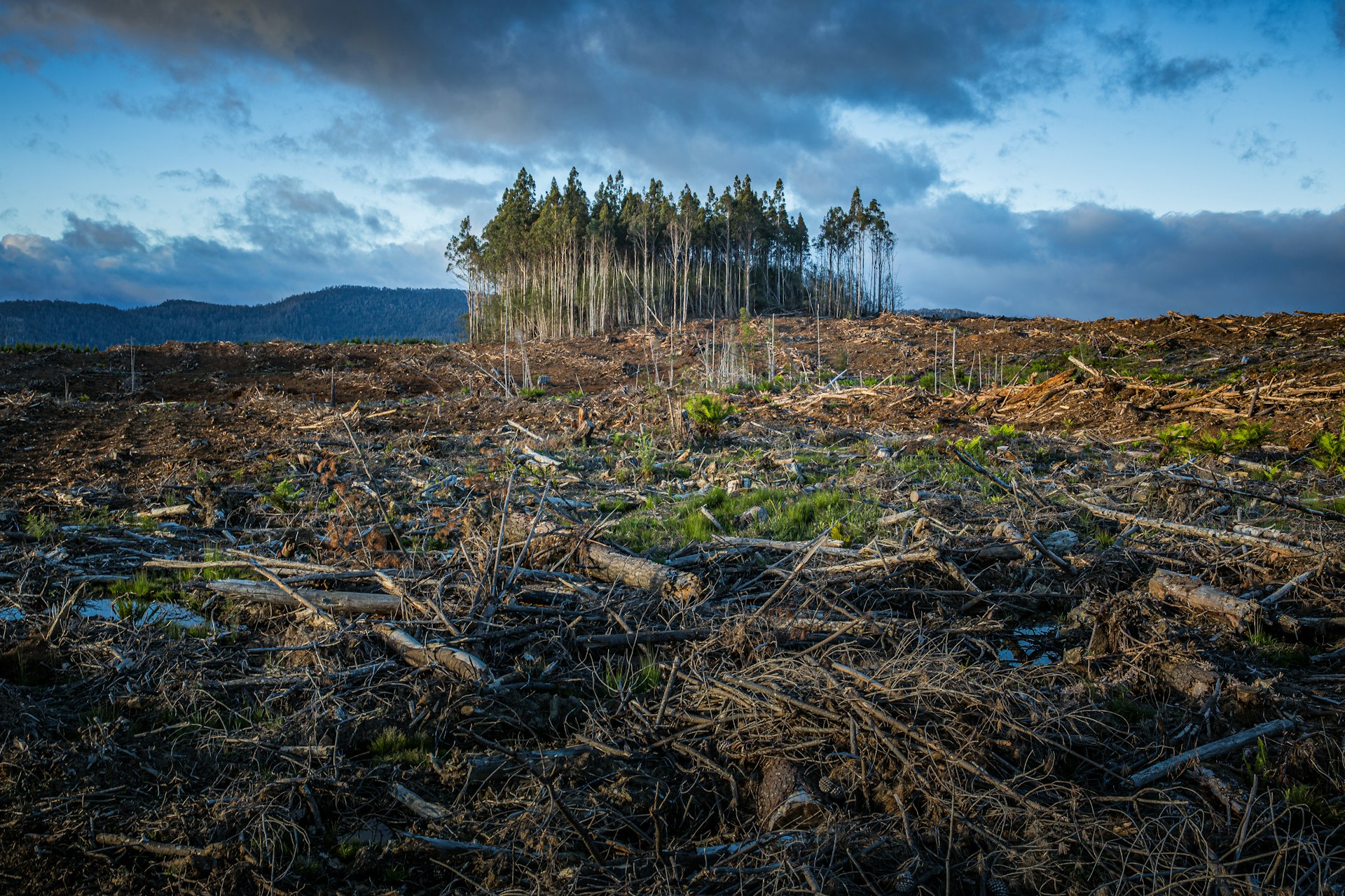 deforestation Deforestation